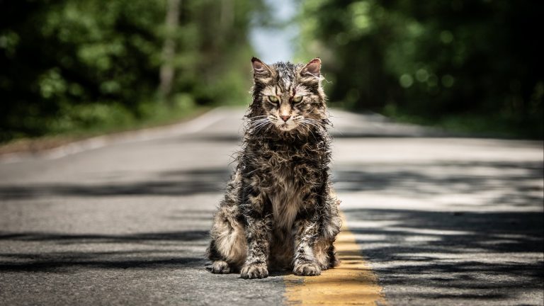 Könnte etwas Fellpflege brauchen: Kater Church in der Neuverfilung von Friedhof der Kuscheltiere (Foto: Paramount Pictures)