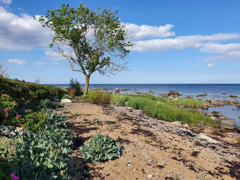 Literarische Reise mit Tove Jansson durch Schweden: die Schären (Foto: Martina Takacs)