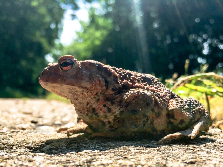 Zur Walpurgisnacht zwei kleine garstige Märchen aus der Sammlung der Gebrüder Grimm